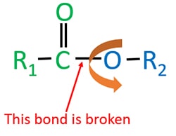 C-O bond breaking in ester hydrolysis